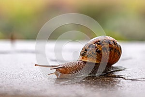 A snail crawls along a rough surface. Gastropods with an external shell