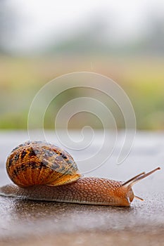 A snail crawls along a rough surface. Gastropods with an external shell