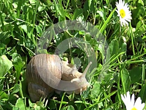 Snail crawls along the spring grass