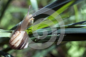 Snail crawling on green grass