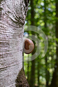 Snail crawls along a tree trunk. Close-up view. Green forest in the background