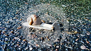 The snail crawls along the wet road after the rain. crawling snail. reach a certain speed. race for survival