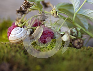 Snail on a branch with red raspberries