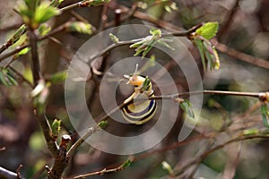 The snail crawls on the branches of a tree
