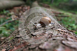 Snail crawls on fallen log in the forest