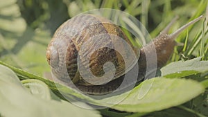 A snail crawls in the grass close-up. Snail in the grass. Helix Aspersa snail in the grass close-up. Beautiful snail in