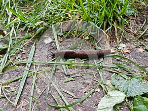 A snail crawls on the ground