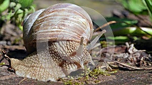 Snail crawls out of shell and stretches out its eyes