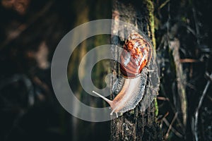 A Snail Crawls Over Wood