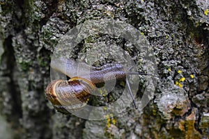 A snail crawls on a tree, slimy gastropod, visible eyes-horns