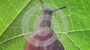 A snail crawls up a tree leaf. Slowly crawling snail close-up.