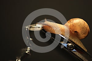 Snail crawls on watch