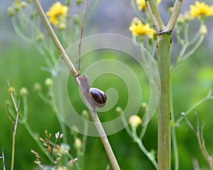 A snail craws along the stem.