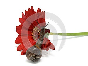 Snail creep on a red flower