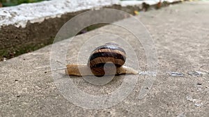 Snail creeping along the road.  Slow life concept.