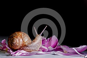 Snail creeping on flower petals on a black background