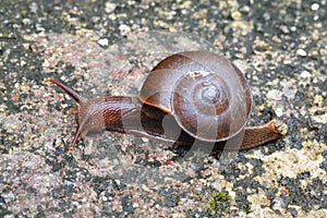 Snail is creeping on the ground