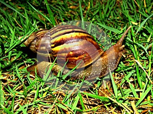 Snail creeping slowly on the grass