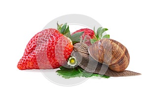 Snail creeping on of a strawberry