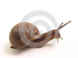 Snail creeps