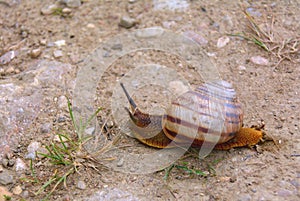 The snail creeps