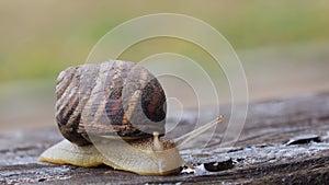 Snail creeps through the board in the garden