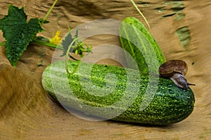 Snail creeps on a cucumber surface.