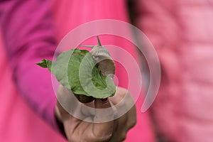 Snail creeps on green leaf