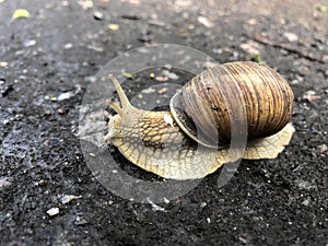 A snail creeps on the ground after a spring rain in a park.