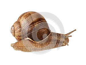 Snail creeps or Roman snail Helix pomatia isolated. Image included clipping path