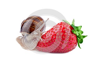 Snail creeps on a strawberry photo