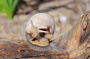 The snail creeps on a tree photo