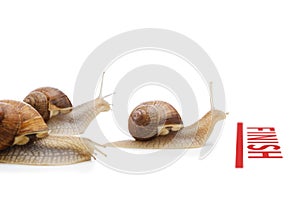 Snail crosses the finish line as winner concept of winning business strategy isolated white