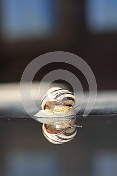 A snail crossing a puddle is reflected on the surface of the water