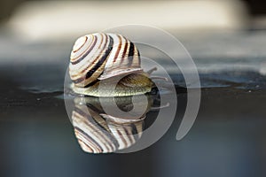 A snail crossing a puddle is reflected on the surface of the water