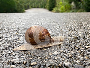 Snail crossing road