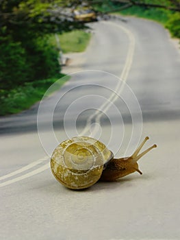 Snail crossing a road