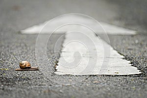 A snail crossing a road with a white arrow