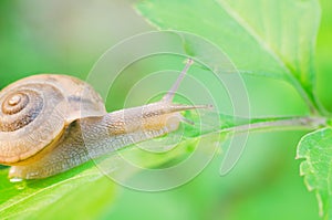 Snail Cryptozona siamensis on green leaves