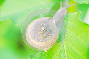 Snail Cryptozona siamensis on green leaves
