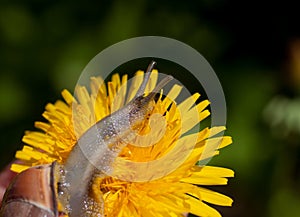 Snail on a dandelion. Snail close-up