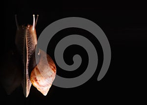 Snail on a dark Studio background closeup