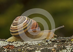 Snail on a dead tree limb