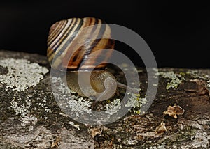 Snail on a dead tree limb