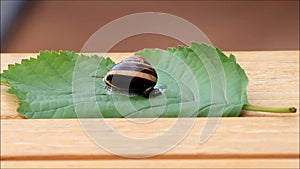 Snail defecating on leaf, time lapse