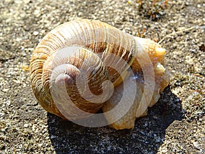 Snail defecating and resting on dry ground