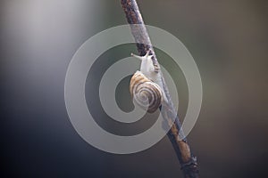 Snail defecating on a stick wet from the rain in a photograph with pronounced bokeh