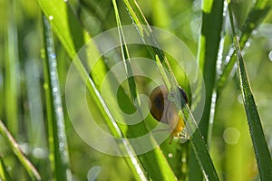 Snail and dew drop in summer time