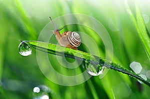 Snail on dewy grass