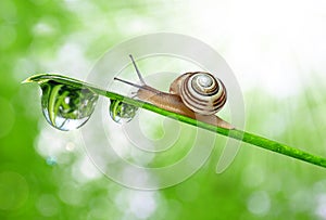 Snail on dewy grass